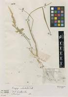 Image result for Enneapogon cenchroides