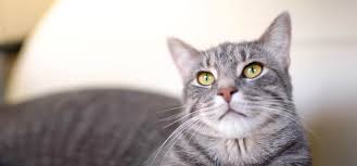 ‪Behavior Changes in Young Adult Cats | 1 to 7 Years Old‬‏