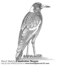 Magpie in the style of old chinese painting. Australian Magpie Pencil Drawing How To Sketch Australian Magpie Using Pencils Drawingtutorials101 Com
