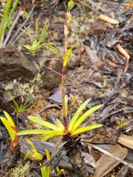 Image result for Costularia natalensis