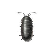 You can identify pest damage in one of two ways: Pillbug Identification Habitat Pillbugs In El Paso Tx And Anthony Nm