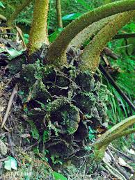 Image result for Ptisana