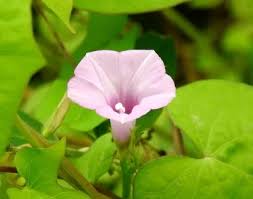 Image result for Ipomoea barteri