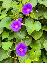 Image result for Ipomoea sinensis