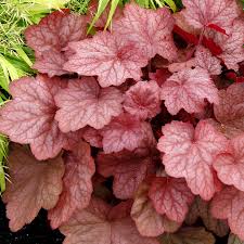 Heuchera Georgia Peach For Sale At Wayside Gardens Butterflies and hummingbirds love the blooms, and you'll love the foliage! heuchera georgia peach