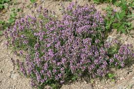 Image result for Syncolostemon bracteosus