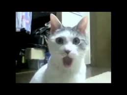 Sasiran Kedi Videosu Youtube