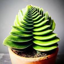 Check out our live succulents and cactus selection for the very best in unique or custom, handmade pieces from our shops. 9 The Stunning Crassula Capitella Ideas Growing Succulents Succulents Succulent Potting Mix