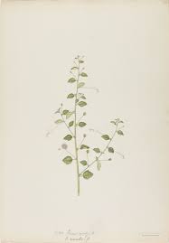 Image result for Hibiscus micranthus