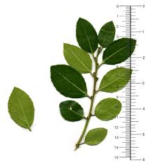 Image result for Rhamnus staddo