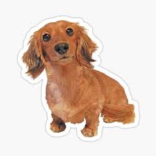 Ready to leave ready to leave: Long Haired Dachshund Gifts Merchandise Redbubble