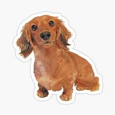 Maybe you would like to learn more about one of these? Long Haired Dachshund Gifts Merchandise Redbubble
