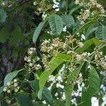 Image result for Rauvolfia vomitoria