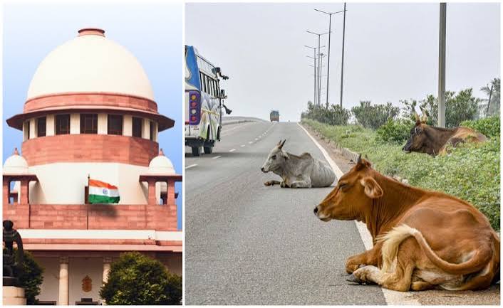 सड़कों से आवारा पशुओं को हटाने का मामला पहुंचा अदालत, सुप्रीम कोर्ट ने केंद्र से मांगा जवाब | Supreme Court issues notice to Centre, others on plea to ensure stray cattle is