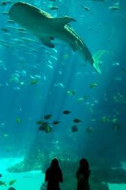 Atlanta Aquarium Been Here Numerous Of Times Can T Wait To Take My Daughter Ocean Aquarium Art World Aquarium
