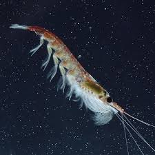 Krill Yagi Nedir Faydalari Ve Etkileri Gida