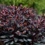 Pink Breath Of Heaven Backyard Plants Landscaping Plants Garden Guide
