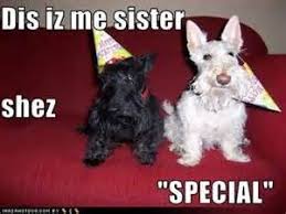 Cheezburger View All Captions For This Meme Sisters Funny Sister Quotes Funny Funny Animal Pictures