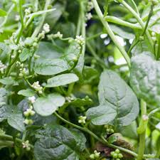 Image result for Basella alba