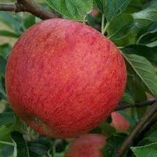 Apples, pears, plums, cherries, figs, gages, quinces & even a medlar! Online Fruit Trees Nursery Crj Fruit Trees Uk