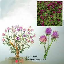 Maybe you would like to learn more about one of these? Globe Amaranth Nama Keren Dari Citronella Science Lab Facebook