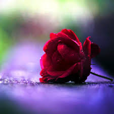 Odsúdená ruža, v kaluži spomienok... - Filip Glejdura - (blog.sme.sk)