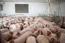 Meaning of pig in english. Meat Plant Closures Mean Pigs Are Gassed Or Shot Instead The New York Times