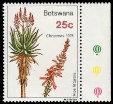 Image result for Aloe littoralis