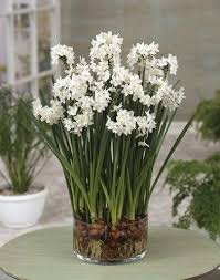 Paperwhites For Forcing Indoor Bulb Flowers Spring Flower Arrangements Paperwhites
