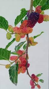 Image result for Morus indica