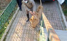 Acesta a spus că leul ar fi fost machiat ca să pară că are răni. Video In Ce Stare Este Leul Folosit De Dani Mocanu In Videoclip Detalii Despre Menajeria In Care Fost GÄƒsit