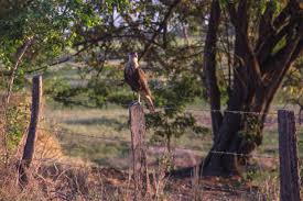 Aug 13, 2021 · find festivals near me or all over the world by date, location, category or anything else. Some Birds Of The Plain Algunas Aves Del Llano Peakd