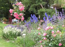 Ein Paradies Fur Hummeln Und Wildbienen Verschiedene Rosen Zwischen Blauen Und Weissen Stauden Bluhen Hier Den Ganzen Sommer Stauden Staudengarten Staudenbeet