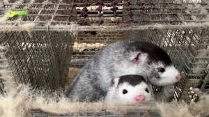Denmark Recommends 15 Million Mink Be Killed Cnn Video