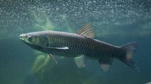 Advertisement big fish aren't biting? Can You Identify These Freshwater Fish From An Image Howstuffworks