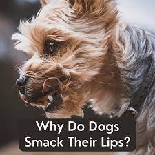 Why Is My Dog Smacking His Lips Pethelpful