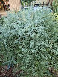 Image result for Asparagus minutiflorus