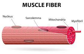 The Skeletal Muscle Fiber Skeletal Muscle Cells Are Tubular They Have Multiple Aff Skeletal Cells Tubular Skeletal Skeletal Muscle Muscle Skeletal