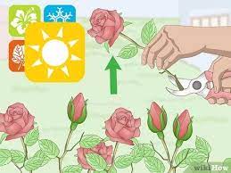 What do you spray on flowers to preserve them? How To Preserve Flowers With Hairspray 14 Steps With Pictures