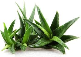Aloe vera forever living jadi viral sebab nitizen percaya dengan khasiatnya | ramai yang. 3 Sebab Kenapa Anda Jangan Beli Aloe Vera Gel Forever Living Ini
