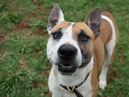 A well designed animal rescue budget template can help design animal rescue budget document with unified style, format and layout. Here S A List Of Grants You Can Apply For Petrescue