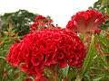 Image result for Celosia stuhlmanniana