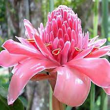 Pink Torch Ginger Etlingera Elatior Pink Color Large To Etsy Torch Ginger Ginger Plant Torch Ginger Flower