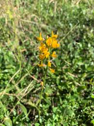 Image result for Lotononis bainesii