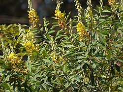 Image result for Crotalaria cylindrocarpa
