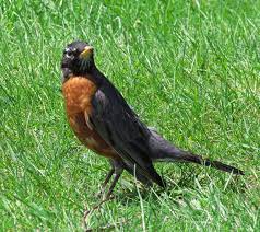 However, you may not sell them or use them for other commercial purposes. Michigan State Bird Robin