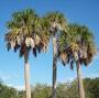 Sabal palm vs cabbage palm from en.wikipedia.org