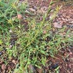 Image result for Hermannia kirkii