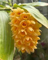 Image result for Limeum sulcatum
