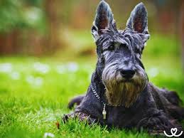 Image result for skotský teriér